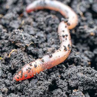 La plante de la semaine : l'étonnante et épineuse morelle de Balbis 3 L'indispensable du jardin, à protéger ! © metelevan, Adobe Stock